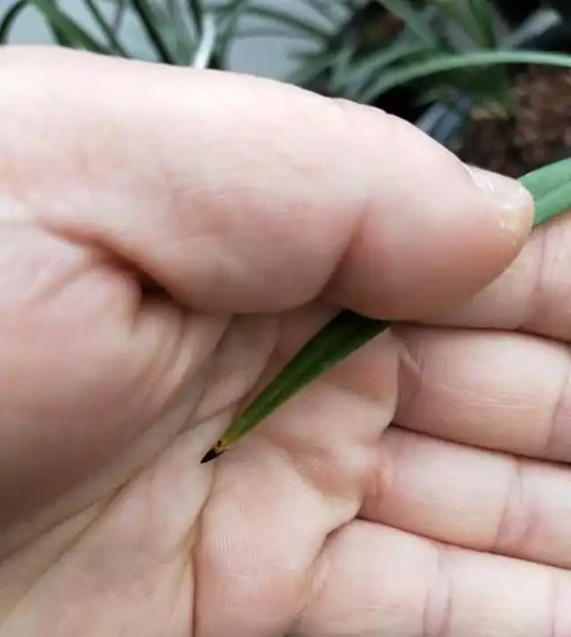 蘭花葉片焦尖的原因和解決辦法