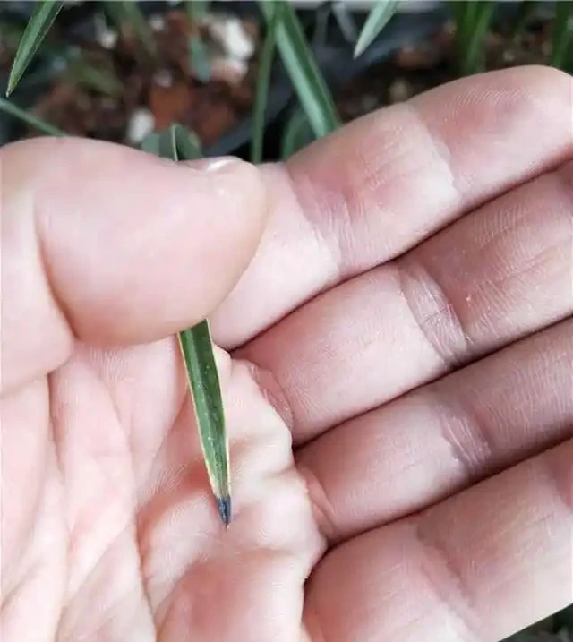 蘭花葉片焦尖的原因和解決辦法