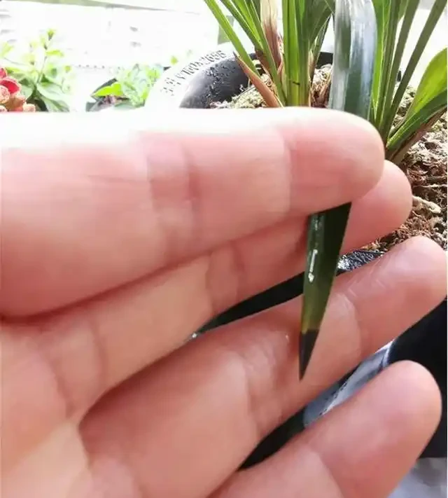 蘭花葉片焦尖的原因和解決辦法
