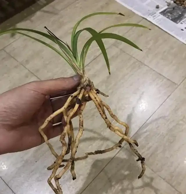 蘭花葉片焦尖的原因和解決辦法