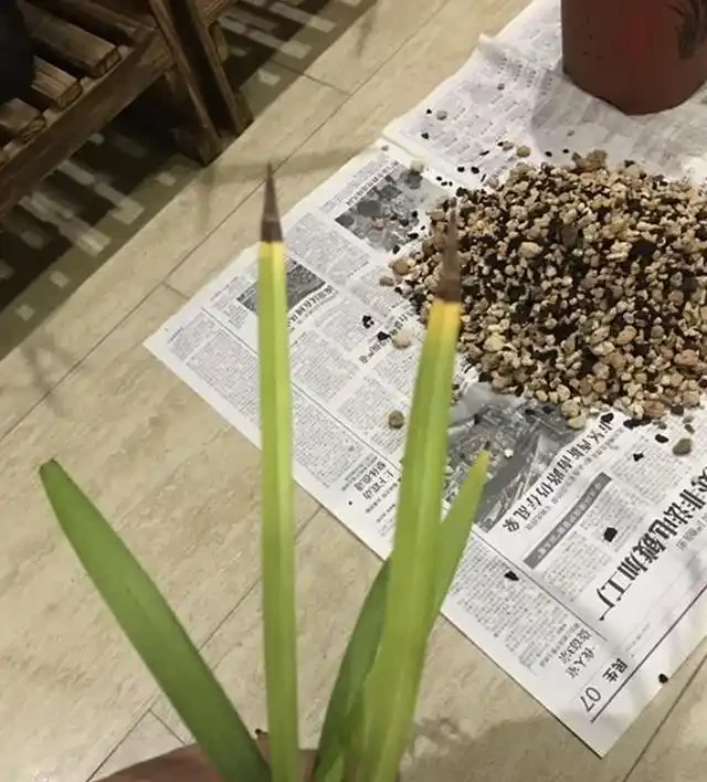 蘭花葉片焦尖的原因和解決辦法