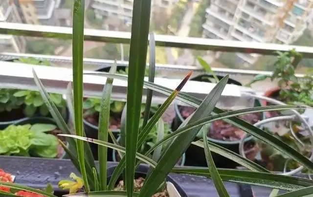 蘭花葉片焦尖的原因和解決辦法
