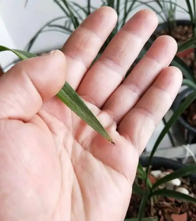 蘭花葉片焦尖的原因和解決辦法