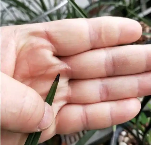 蘭花葉片焦尖的原因和解決辦法