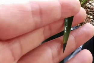 蘭花葉片焦尖的原因和解決辦法