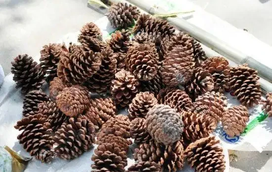 養花用上這4種小東西墊盆底,排水好、又透氣,花卉不腐根