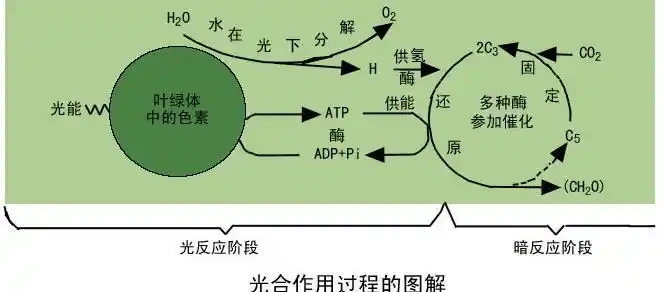 蘭花葉子剪掉對生長有影響嗎?