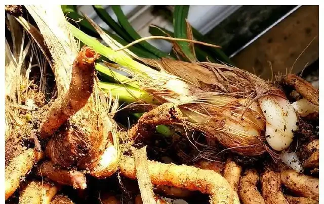 蘭花葉子剪掉對生長有影響嗎?