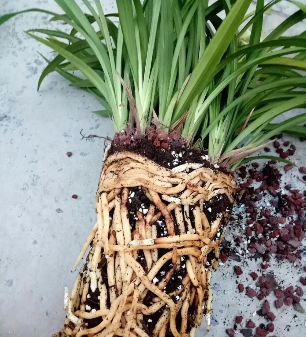 蘭花葉子剪掉對生長有影響嗎?