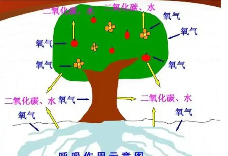 蘭花葉子剪掉對生長有影響嗎?