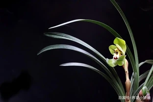 蘭花葉子剪掉對生長有影響嗎？