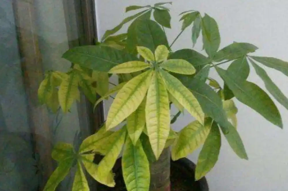 發財樹黃葉落葉了怎麼辦？查詢原因和解決辦法，促發新葉，更美觀