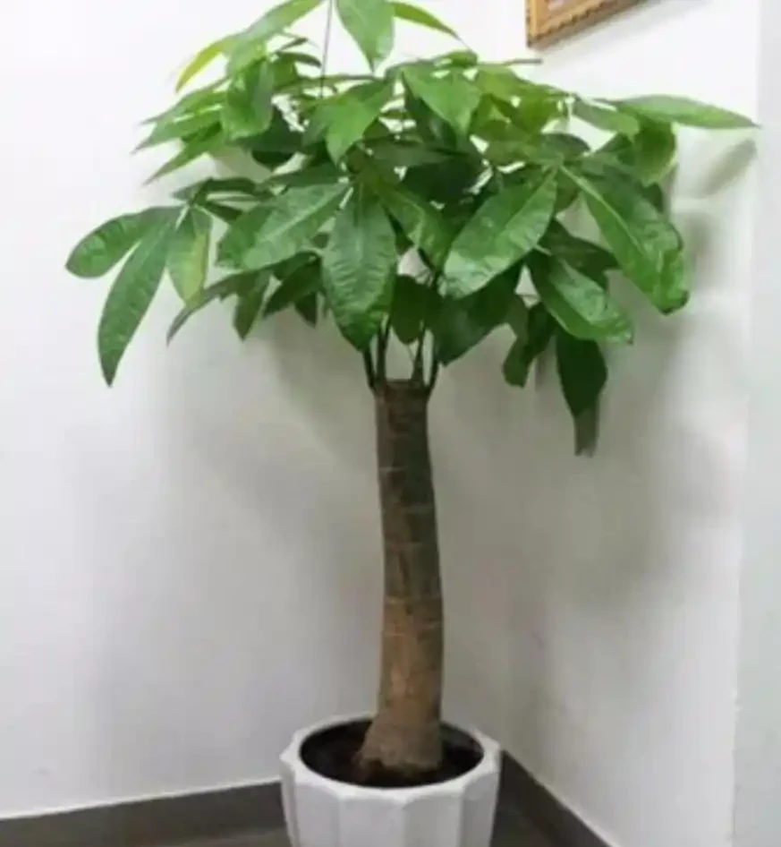 發財樹黃葉落葉了怎麼辦？查詢原因和解決辦法，促發新葉，更美觀