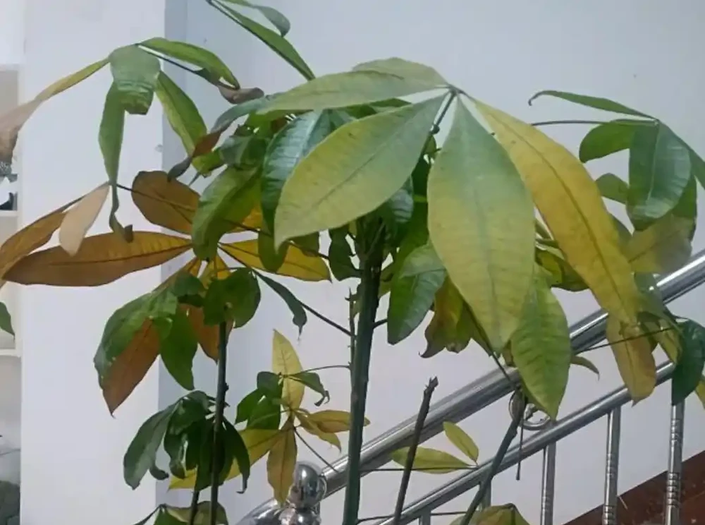 發財樹黃葉落葉了怎麼辦？查詢原因和解決辦法，促發新葉，更美觀