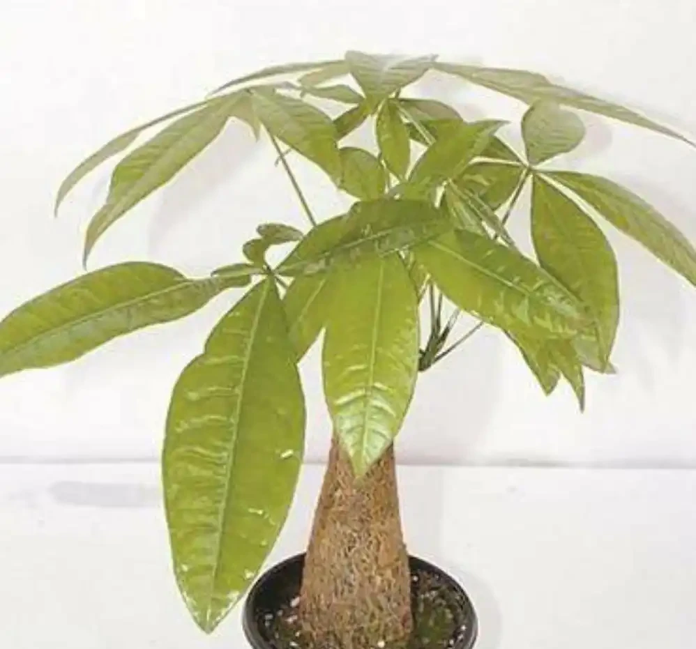 發財樹黃葉落葉了怎麼辦？查詢原因和解決辦法，促發新葉，更美觀