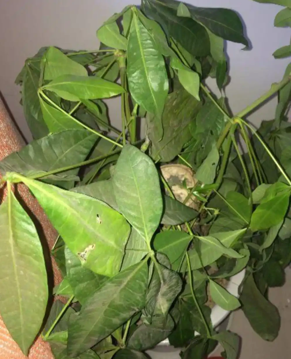 發財樹黃葉落葉了怎麼辦？查詢原因和解決辦法，促發新葉，更美觀