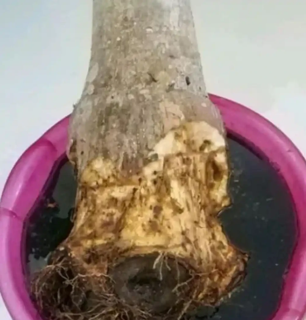 發財樹黃葉落葉了怎麼辦？查詢原因和解決辦法，促發新葉，更美觀