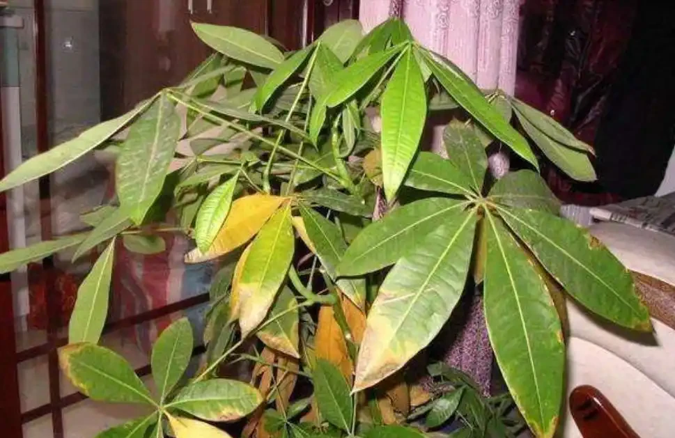 發財樹黃葉落葉了怎麼辦？查詢原因和解決辦法，促發新葉，更美觀