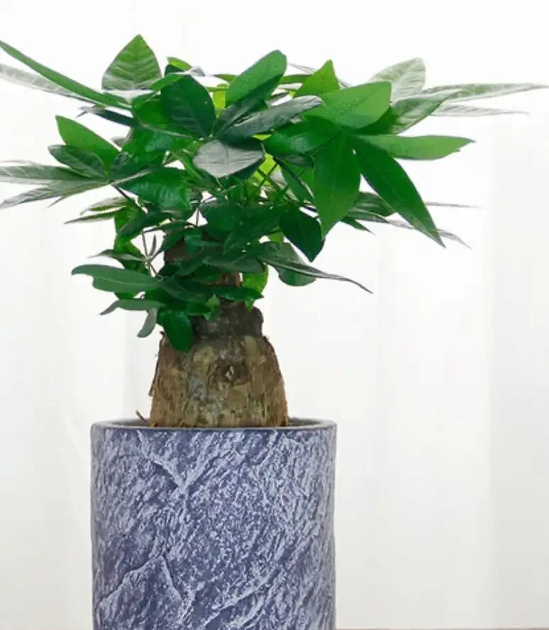 發財樹黃葉落葉了怎麼辦？查詢原因和解決辦法，促發新葉，更美觀