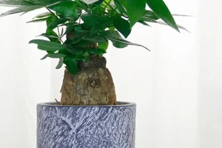 發財樹黃葉落葉了怎麼辦？查詢原因和解決辦法，促發新葉，更美觀