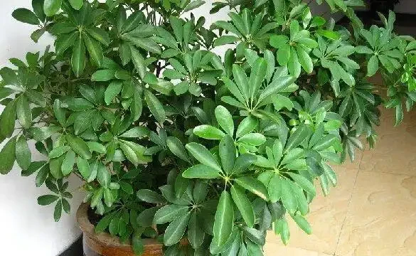 鵝掌藤這是怎麼了?還能救活嗎?