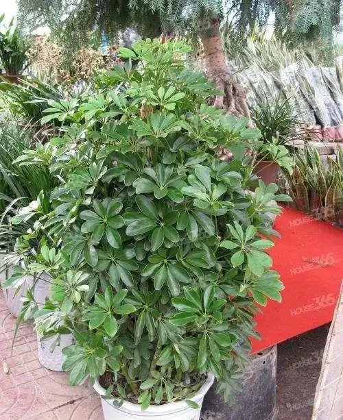 鵝掌藤這是怎麼了?還能救活嗎?