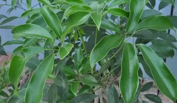 鵝掌藤這是怎麼了？還能救活嗎？