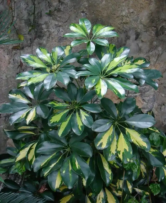 鵝掌藤這是怎麼了?還能救活嗎?