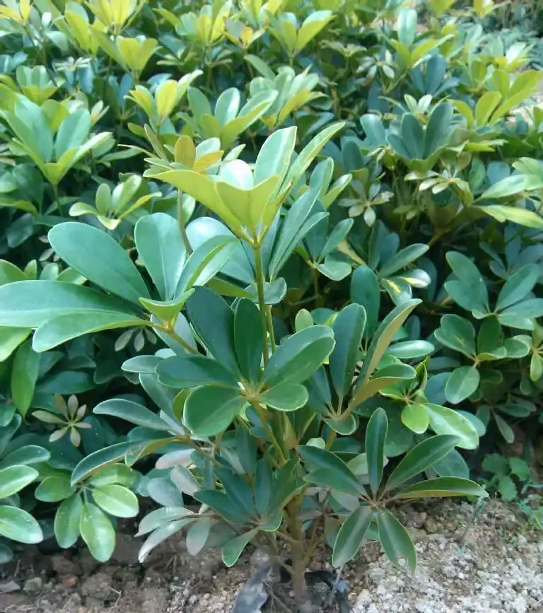 鵝掌藤這是怎麼了?還能救活嗎?