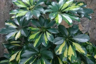 鵝掌藤這是怎麼了？還能救活嗎？