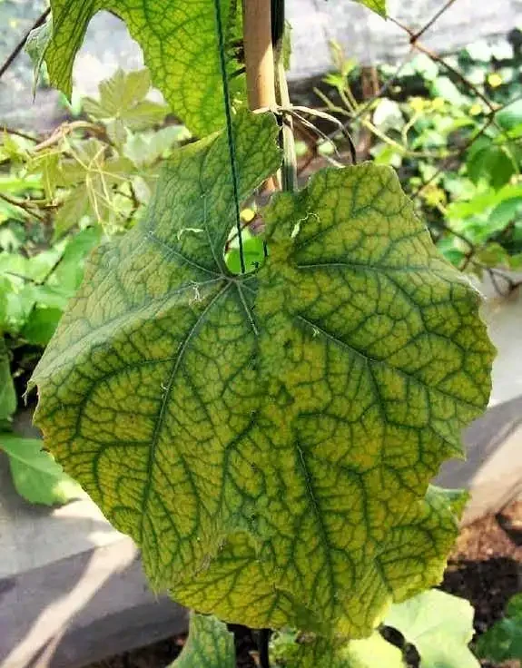 12種植物營養缺乏,看1片葉子就搞定,黃葉、斑點、焦邊對症下藥