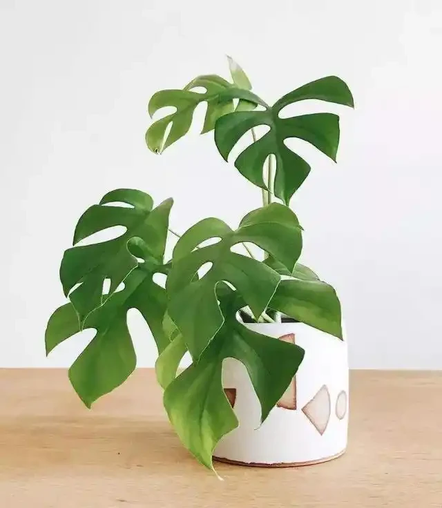 龜背芋葉片「發黃」怎麼辦？教你幾招，返青快輕鬆「開背」