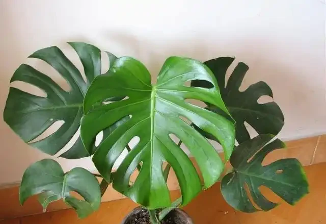 龜背芋葉片「發黃」怎麼辦？教你幾招，返青快輕鬆「開背」