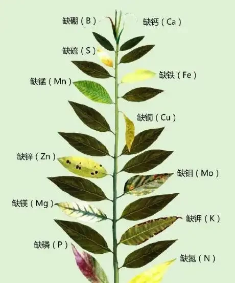 12種植物營養缺乏,看1片葉子就搞定,黃葉、斑點、焦邊對症下藥