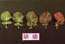 12種植物營養缺乏,看1片葉子就搞定,黃葉、斑點、焦邊對症下藥