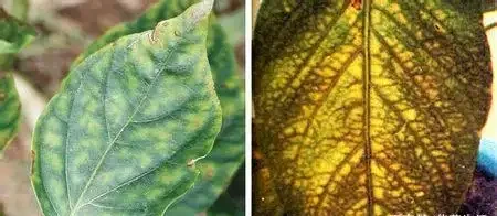 12種植物營養缺乏,看1片葉子就搞定,黃葉、斑點、焦邊對症下藥