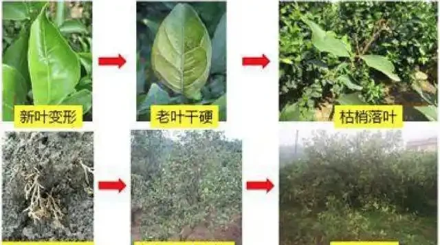 12種植物營養缺乏,看1片葉子就搞定,黃葉、斑點、焦邊對症下藥