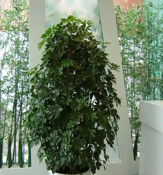 養好鵝掌藤,記住「施肥」要領,優美大氣,枝繁葉茂,小苗變大樹