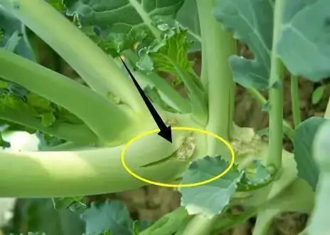 12種植物營養缺乏,看1片葉子就搞定,黃葉、斑點、焦邊對症下藥