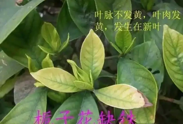 12種植物營養缺乏,看1片葉子就搞定,黃葉、斑點、焦邊對症下藥