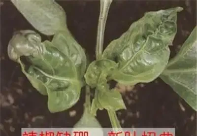 12種植物營養缺乏,看1片葉子就搞定,黃葉、斑點、焦邊對症下藥