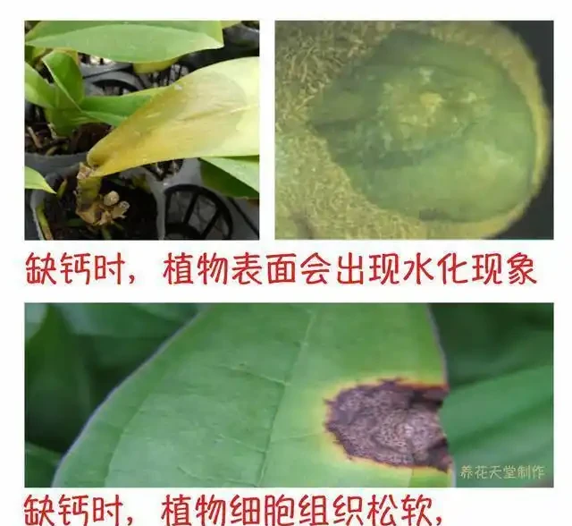 12種植物營養缺乏,看1片葉子就搞定,黃葉、斑點、焦邊對症下藥
