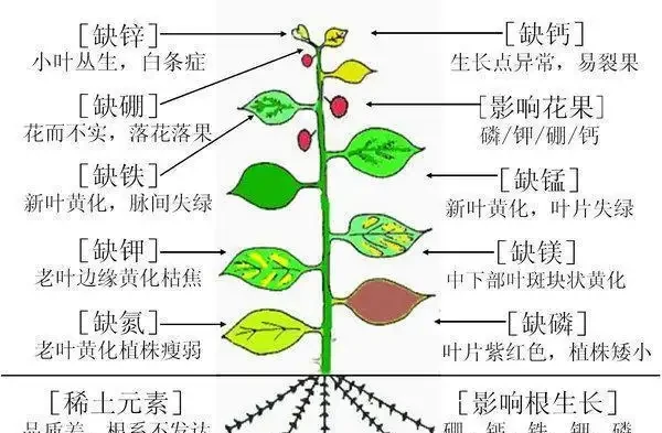 12種植物營養缺乏,看1片葉子就搞定,黃葉、斑點、焦邊對症下藥