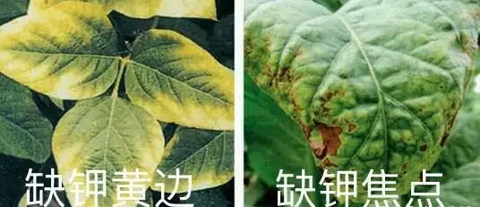 12種植物營養缺乏,看1片葉子就搞定,黃葉、斑點、焦邊對症下藥