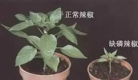 12種植物營養缺乏,看1片葉子就搞定,黃葉、斑點、焦邊對症下藥