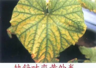 12種植物營養缺乏,看1片葉子就搞定,黃葉、斑點、焦邊對症下藥