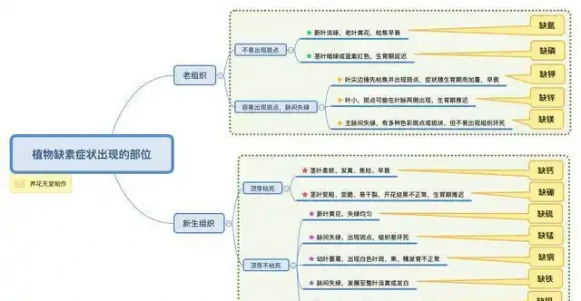 12種植物營養缺乏,看1片葉子就搞定,黃葉、斑點、焦邊對症下藥