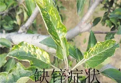 12種植物營養缺乏,看1片葉子就搞定,黃葉、斑點、焦邊對症下藥