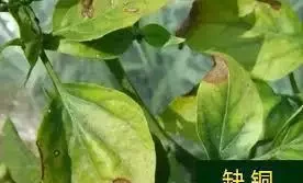 12種植物營養缺乏,看1片葉子就搞定,黃葉、斑點、焦邊對症下藥