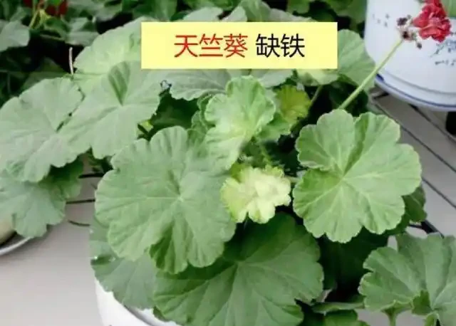 12種植物營養缺乏,看1片葉子就搞定,黃葉、斑點、焦邊對症下藥